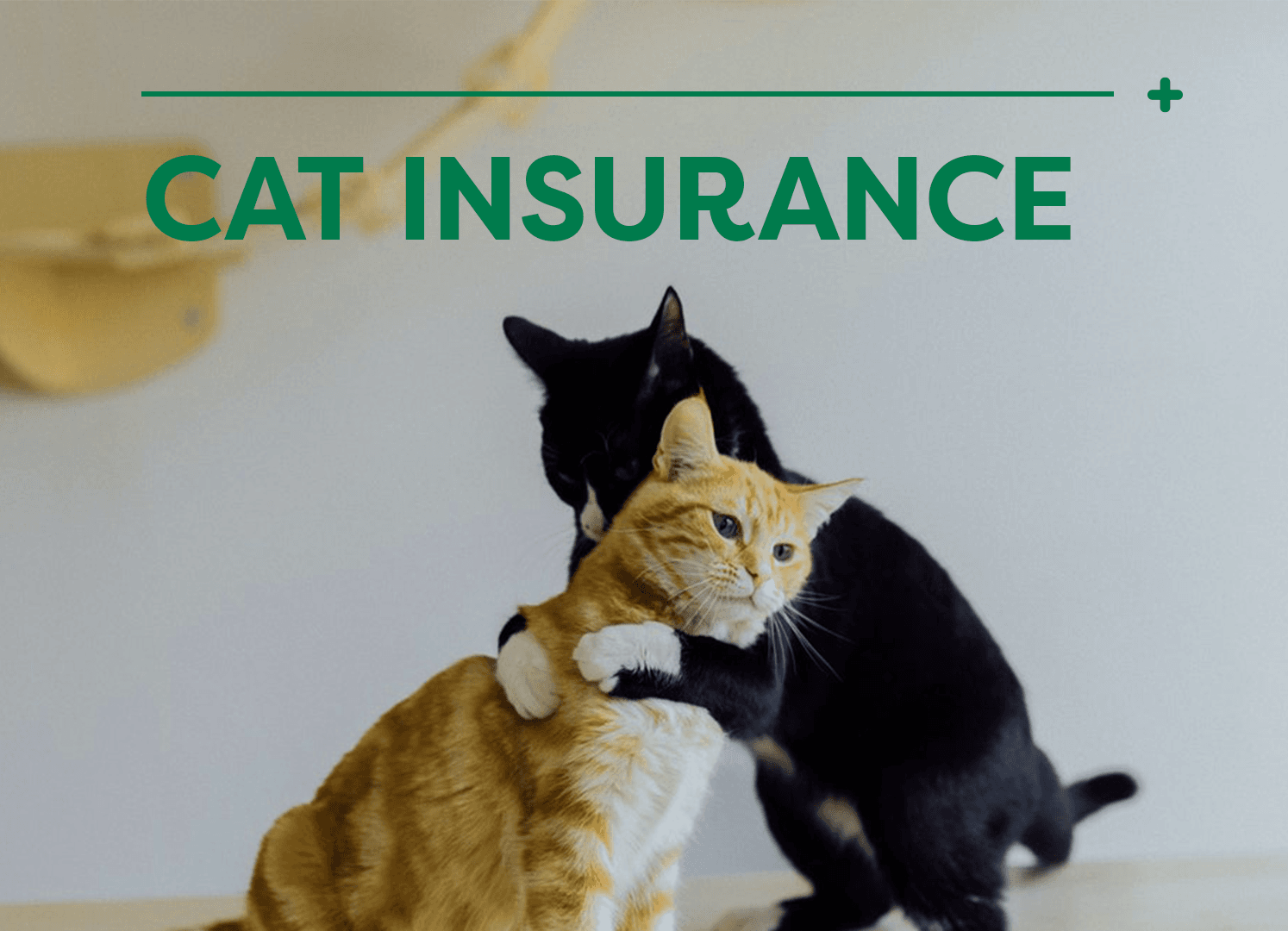 CAT insurance